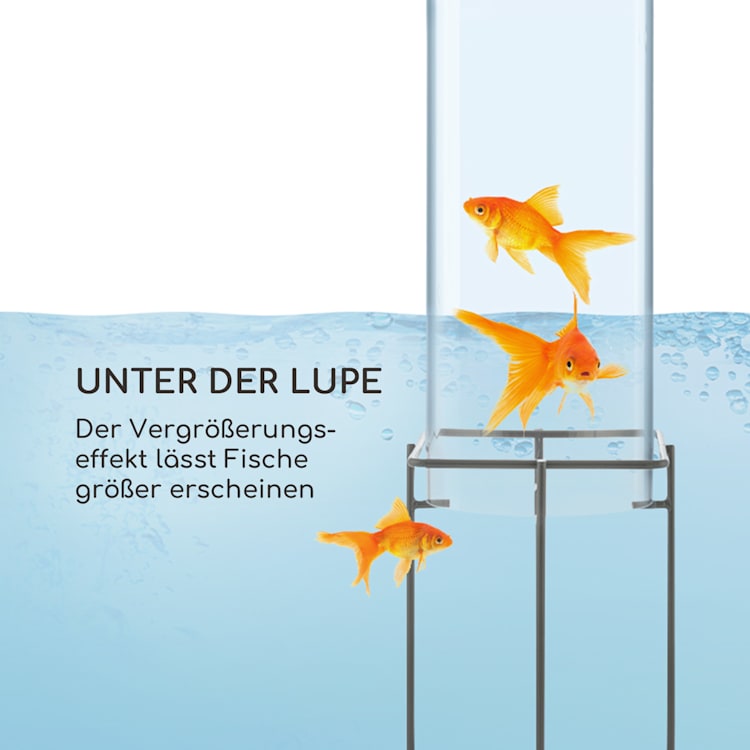 Skydive 100 Fischturm