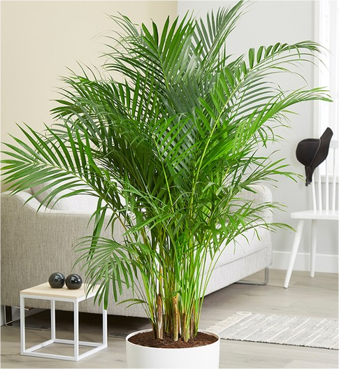 Areca Palme ca. 120-130 cm hoch