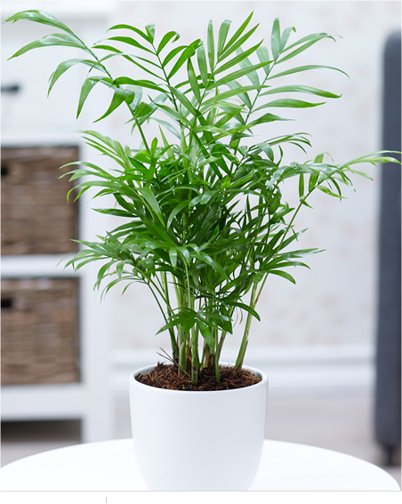 Chamaedorea Palme